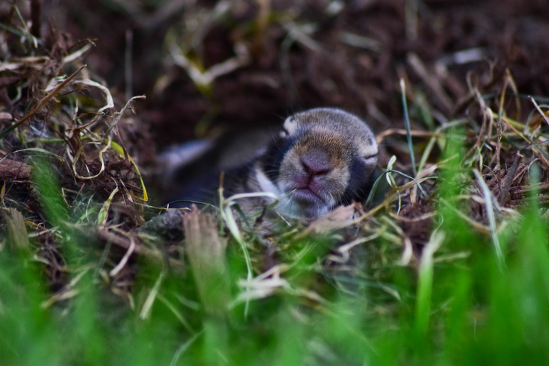 Illustration for article titled Cutest Photos I'll Ever Take (photo dump)